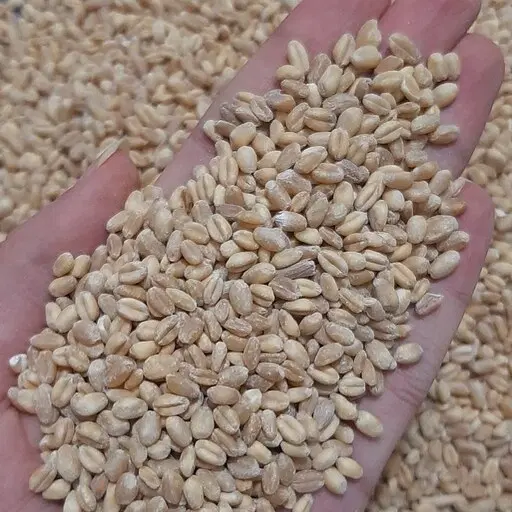گندم|خوردنی و آشامیدنی|زاوه, |دیوار