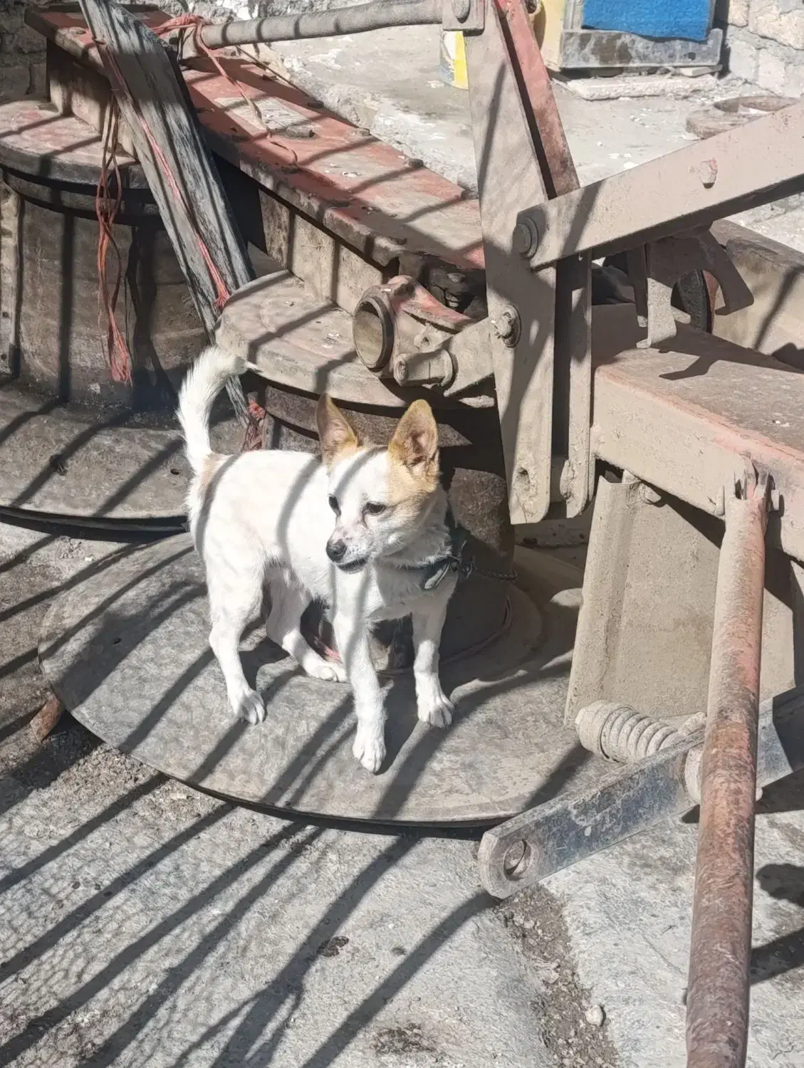 سگ پاکوتاه|سگ|کنگاور, |دیوار