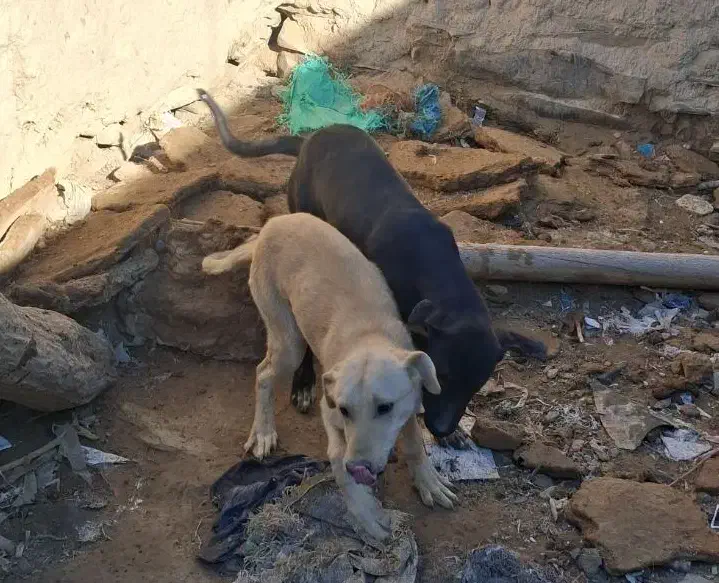 واگذاری|سگ|میلاجرد, |دیوار