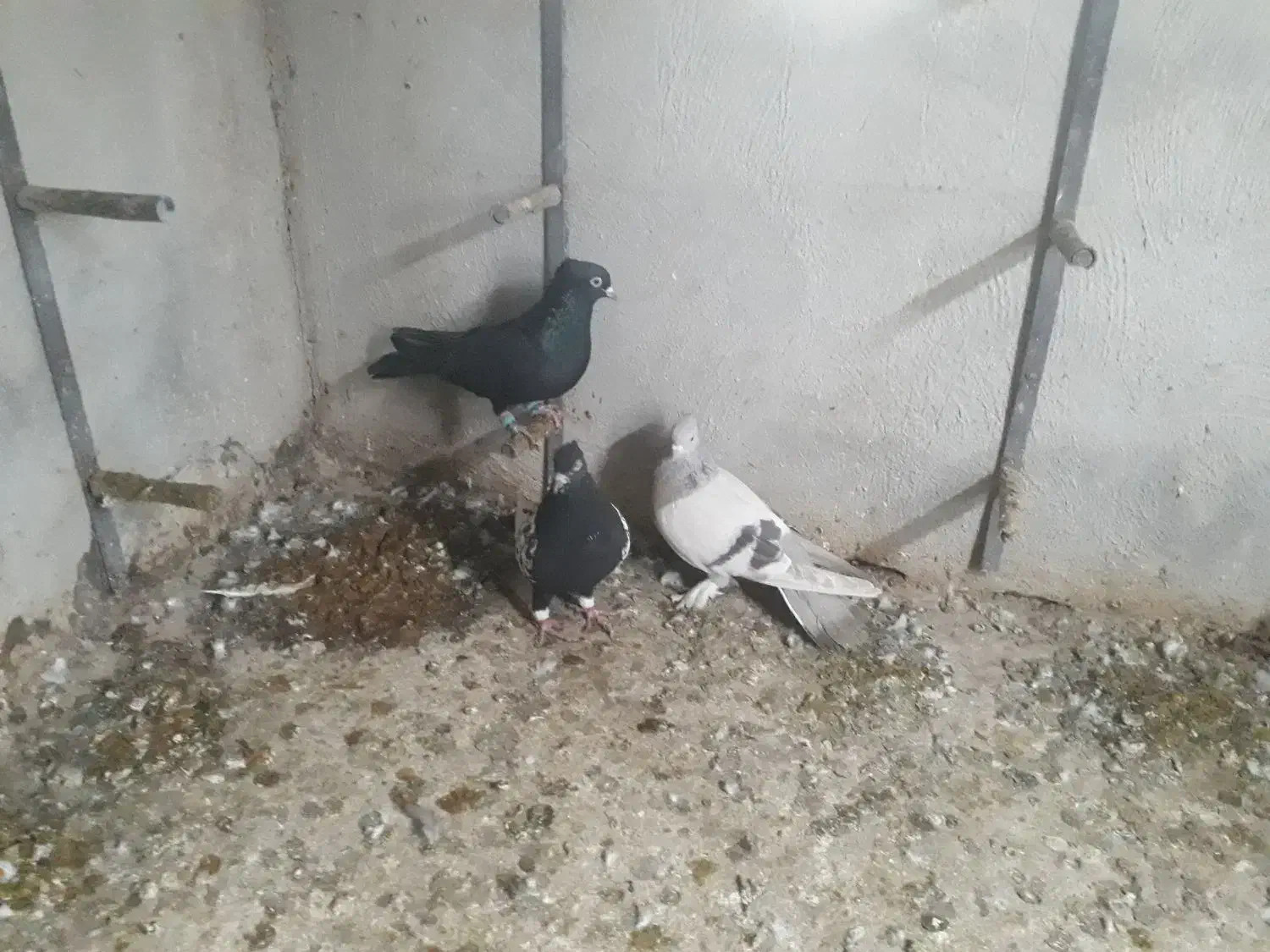 کفتر|پرنده|شیراز, آزادگان|دیوار