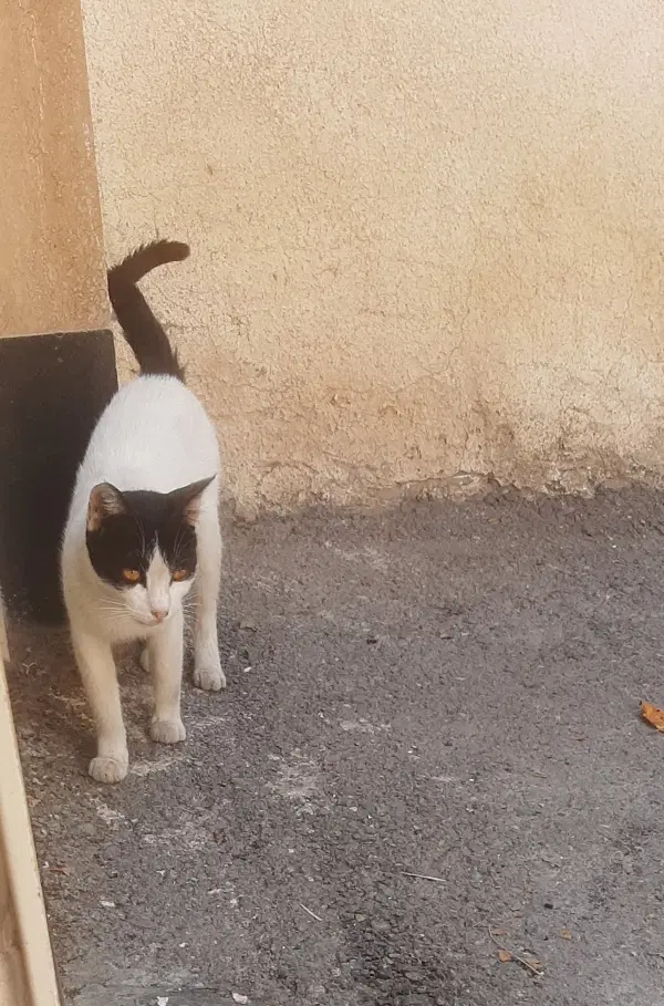 گربه|گربه|اردبیل, |دیوار