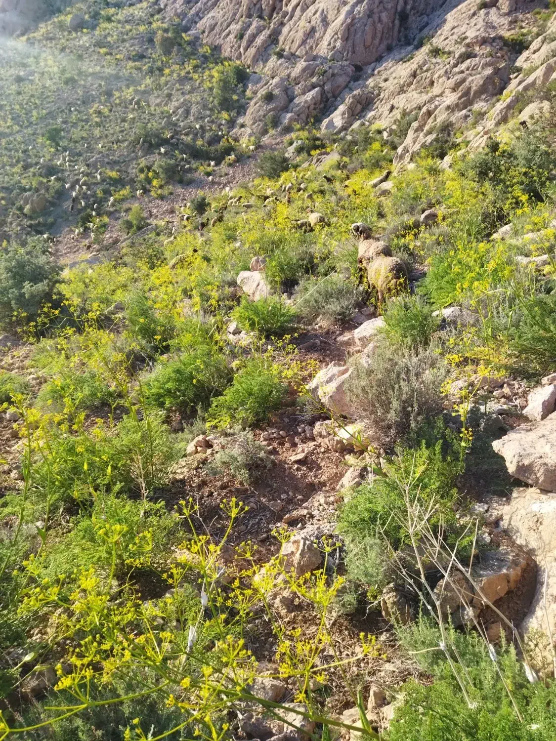 بزسانن|حیوانات مزرعه|مزایجان, |دیوار