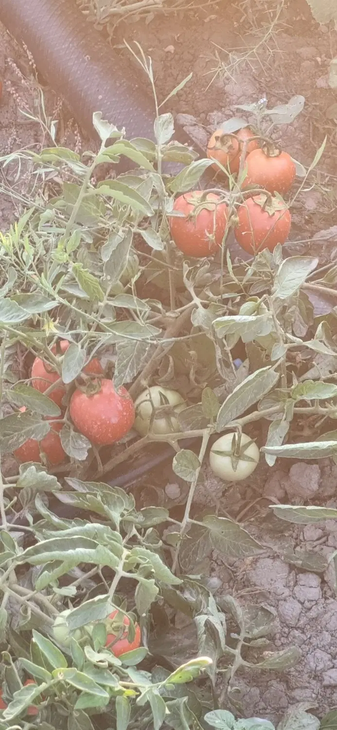 گوجه|خوردنی و آشامیدنی|گنبد کاووس, |دیوار