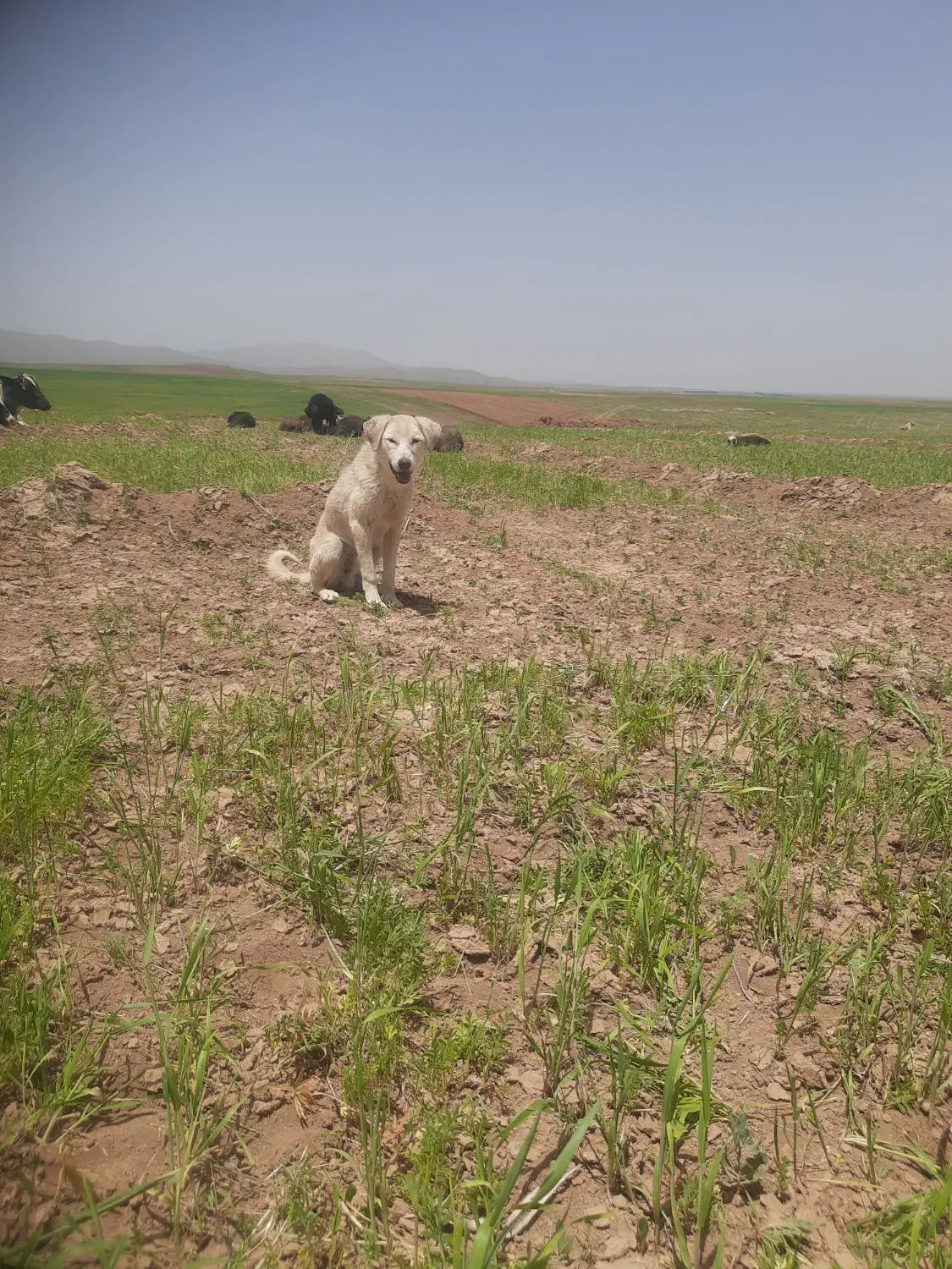 سگ زرنگ|سگ|دهگلان, |دیوار