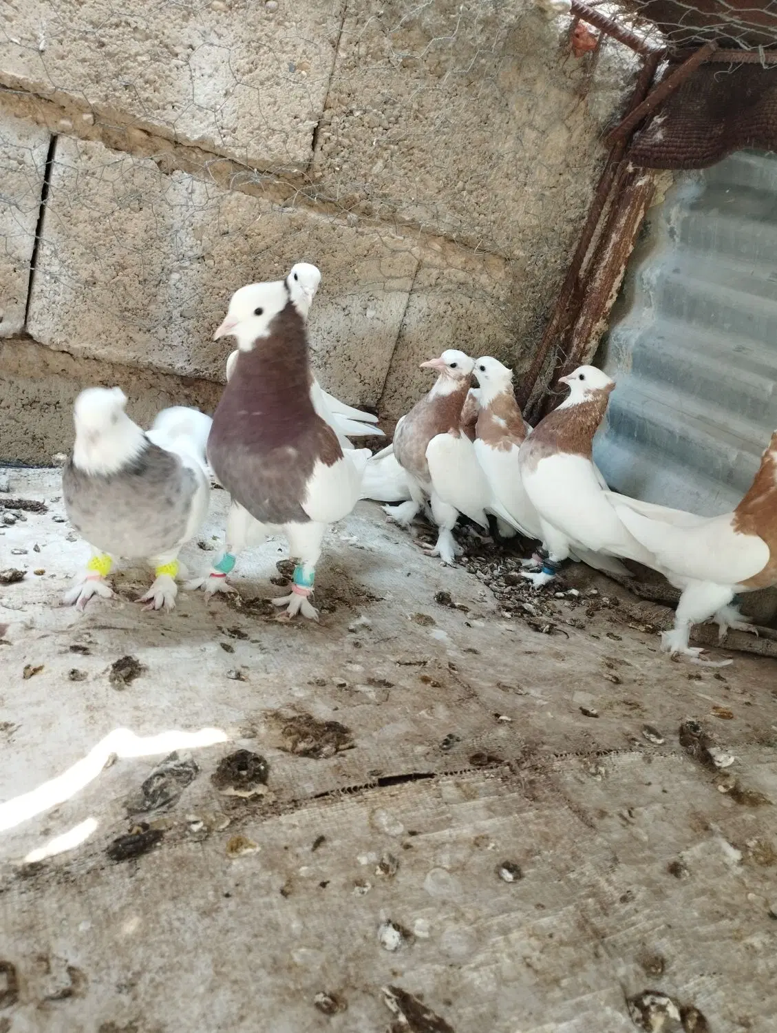 کفتر|پرنده|شیراز, گل سرخ|دیوار