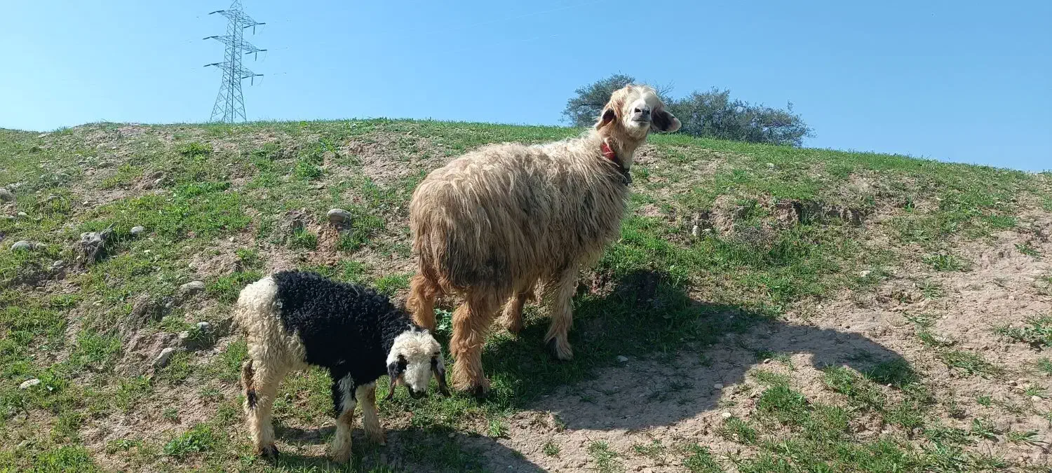 دوتا میش و برع داشتی|حیوانات مزرعه|مسجد سلیمان, |دیوار