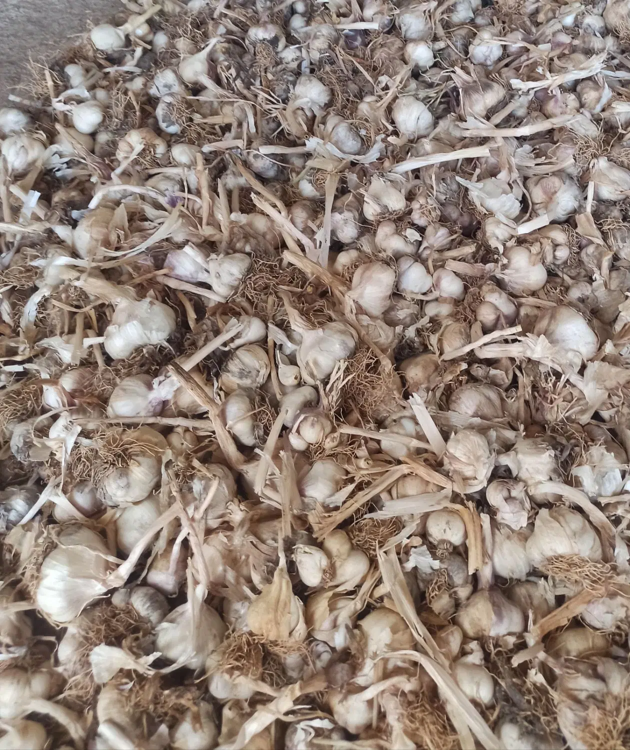سیر خشک|خوردنی و آشامیدنی|نورآباد, |دیوار