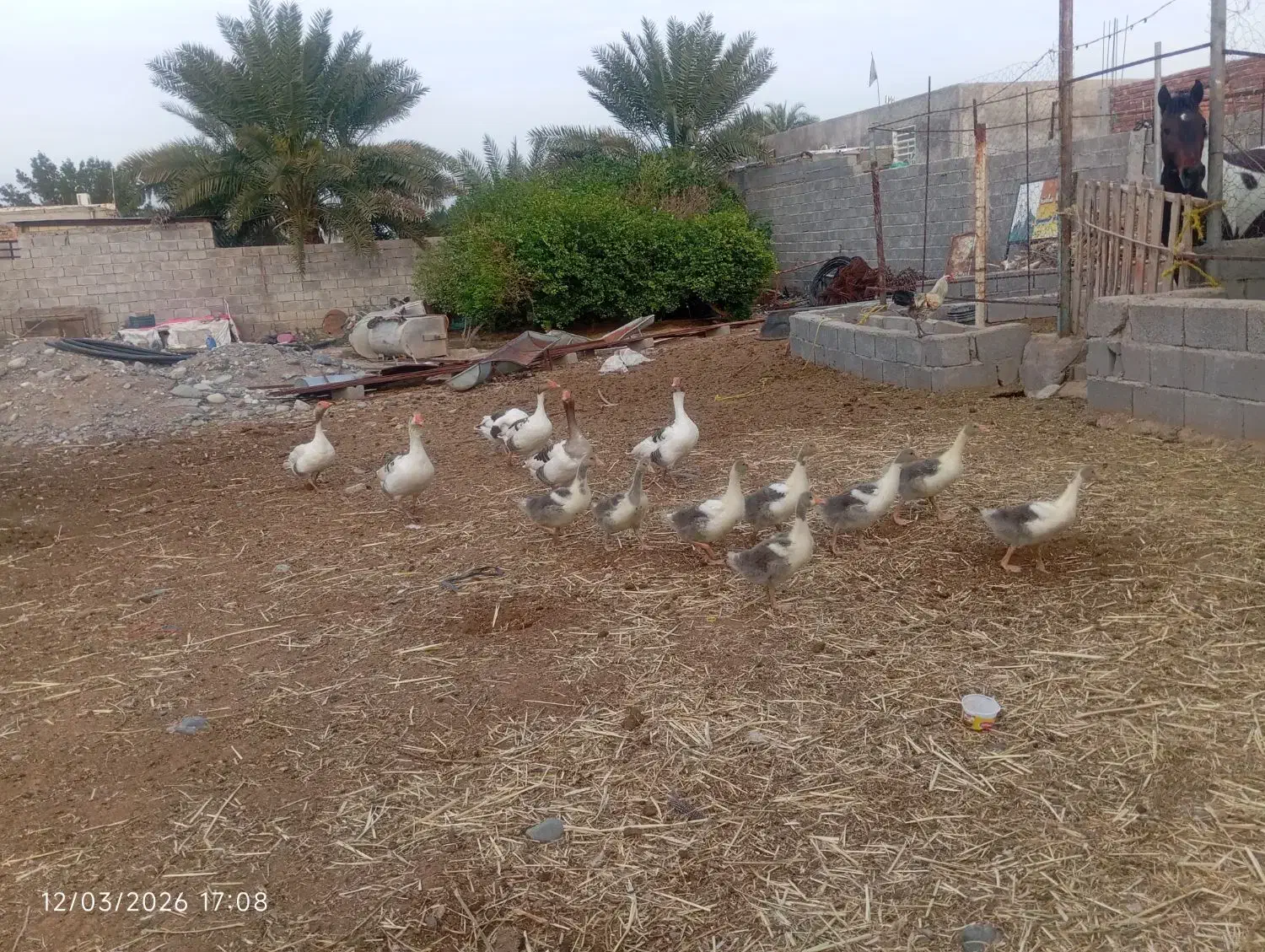 غاز|حیوانات مزرعه|جیرفت, |دیوار