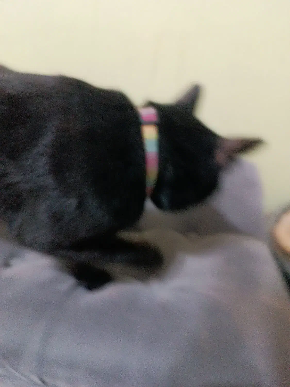 گم شده|حیوانات|اصفهان, بوستان ناژوان|دیوار