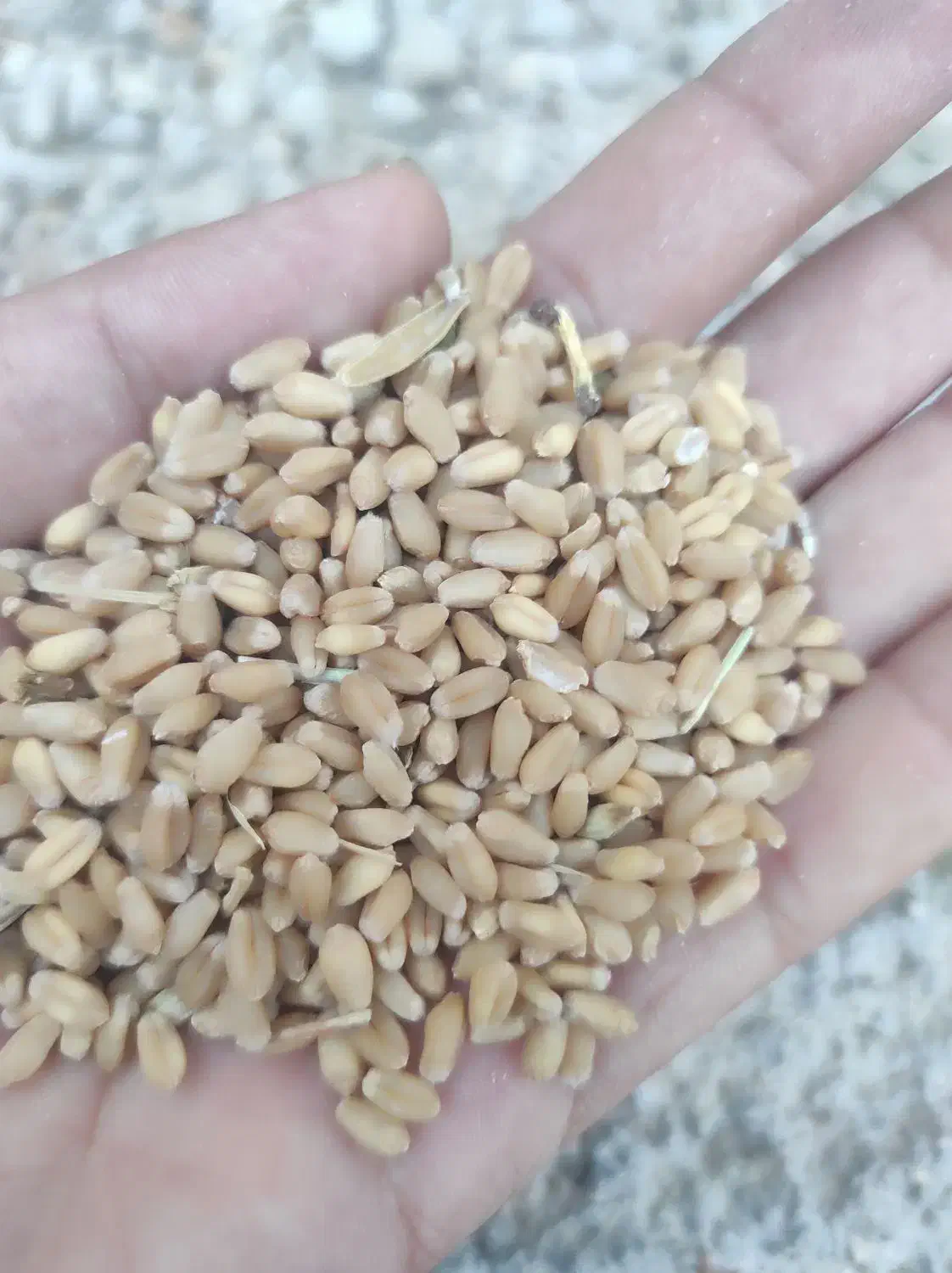 گندم|خوردنی و آشامیدنی|جناح, |دیوار
