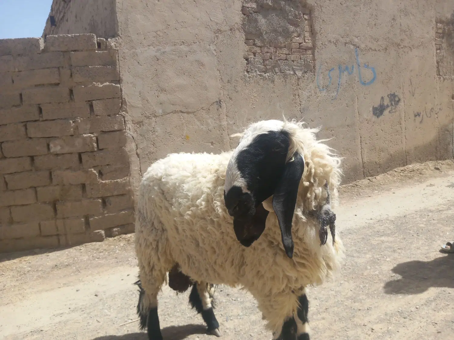 بره یک سال|حیوانات مزرعه|هیرمند, |دیوار