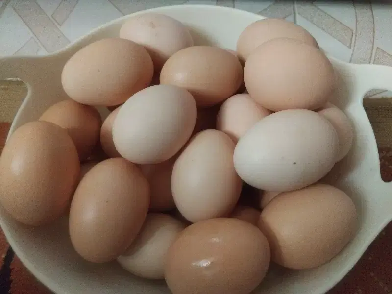 تخم مرغ 15|خوردنی و آشامیدنی|اسفراین, |دیوار
