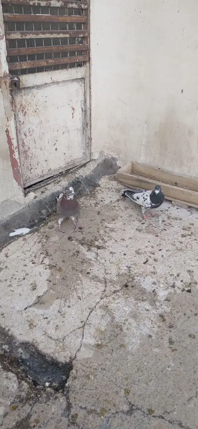 کبوتر|پرنده|آران و بیدگل, |دیوار