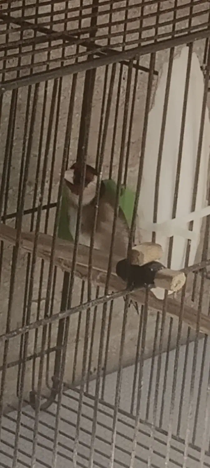 سهره نر|پرنده|صباشهر, |دیوار