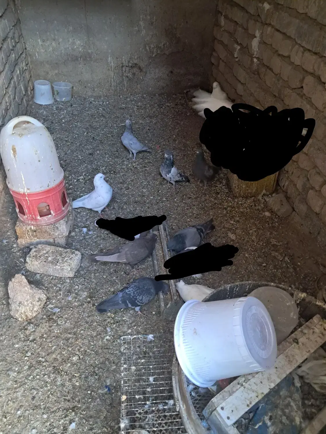 کبوتر|پرنده|قم, بیست متری ولیعصر|دیوار