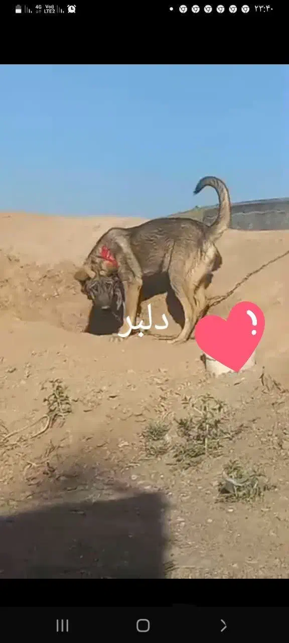 سگ گم شده|حیوانات|سلفچگان, |دیوار