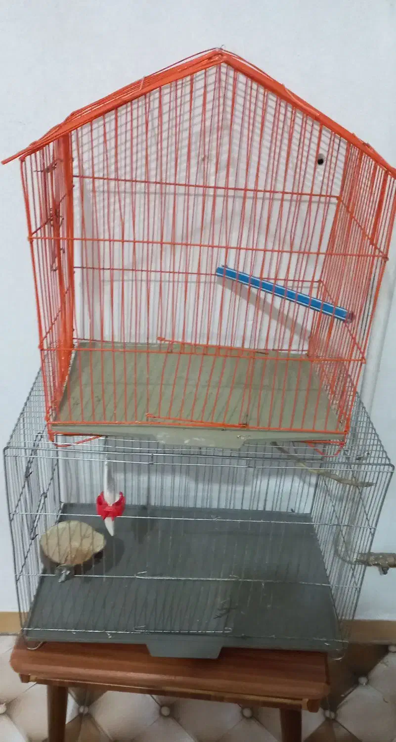 قفس|لوازم جانبی حیوانات|رشت, پاره بیجار|دیوار