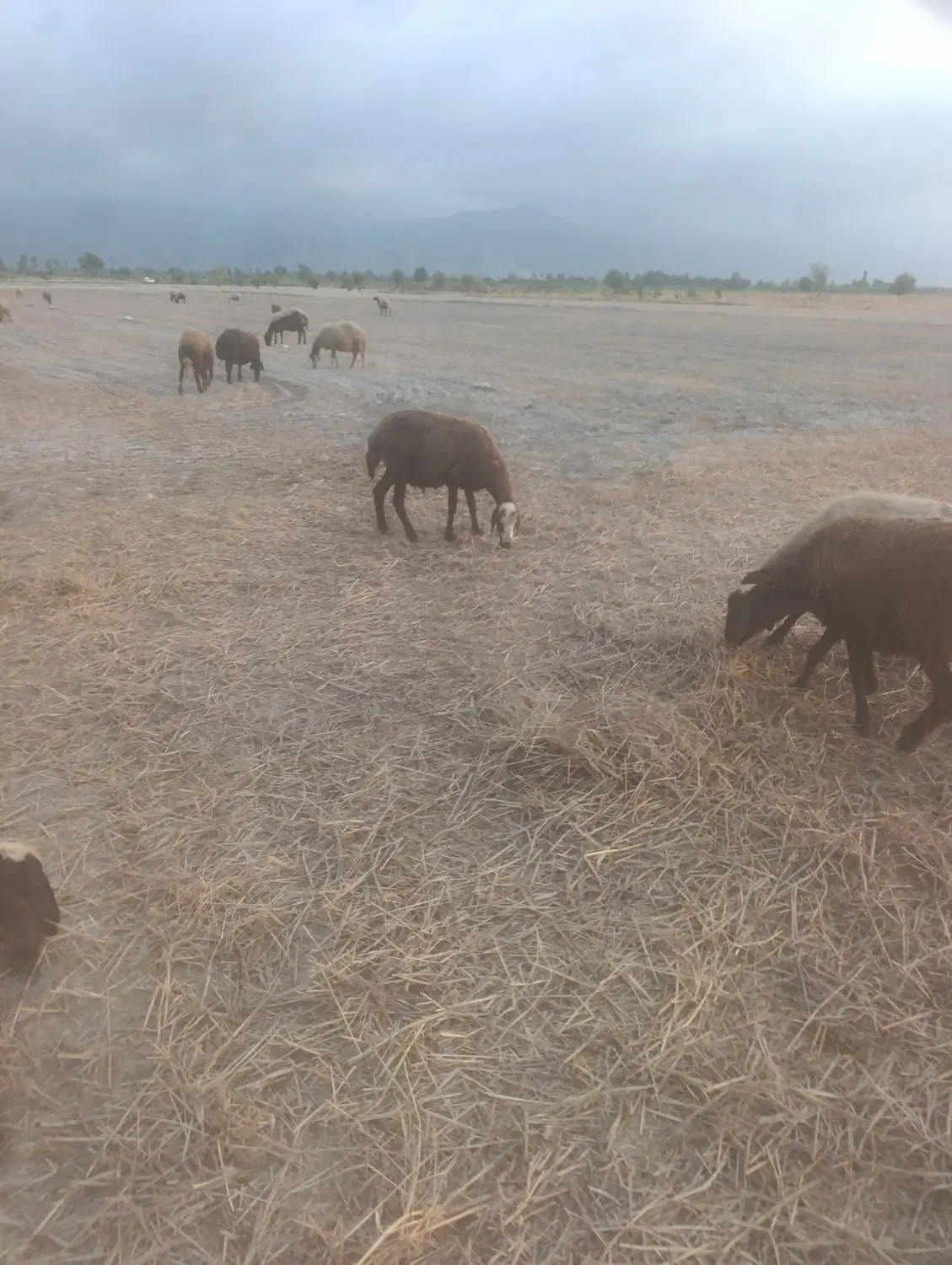 گوسفند|حیوانات مزرعه|بندر گز, |دیوار