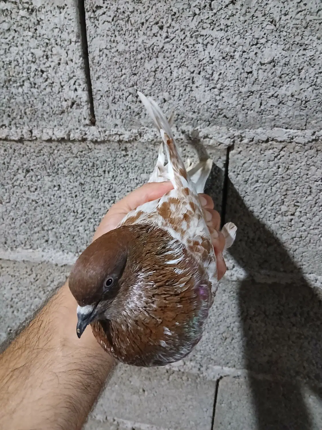کفتر|پرنده|خمام, |دیوار