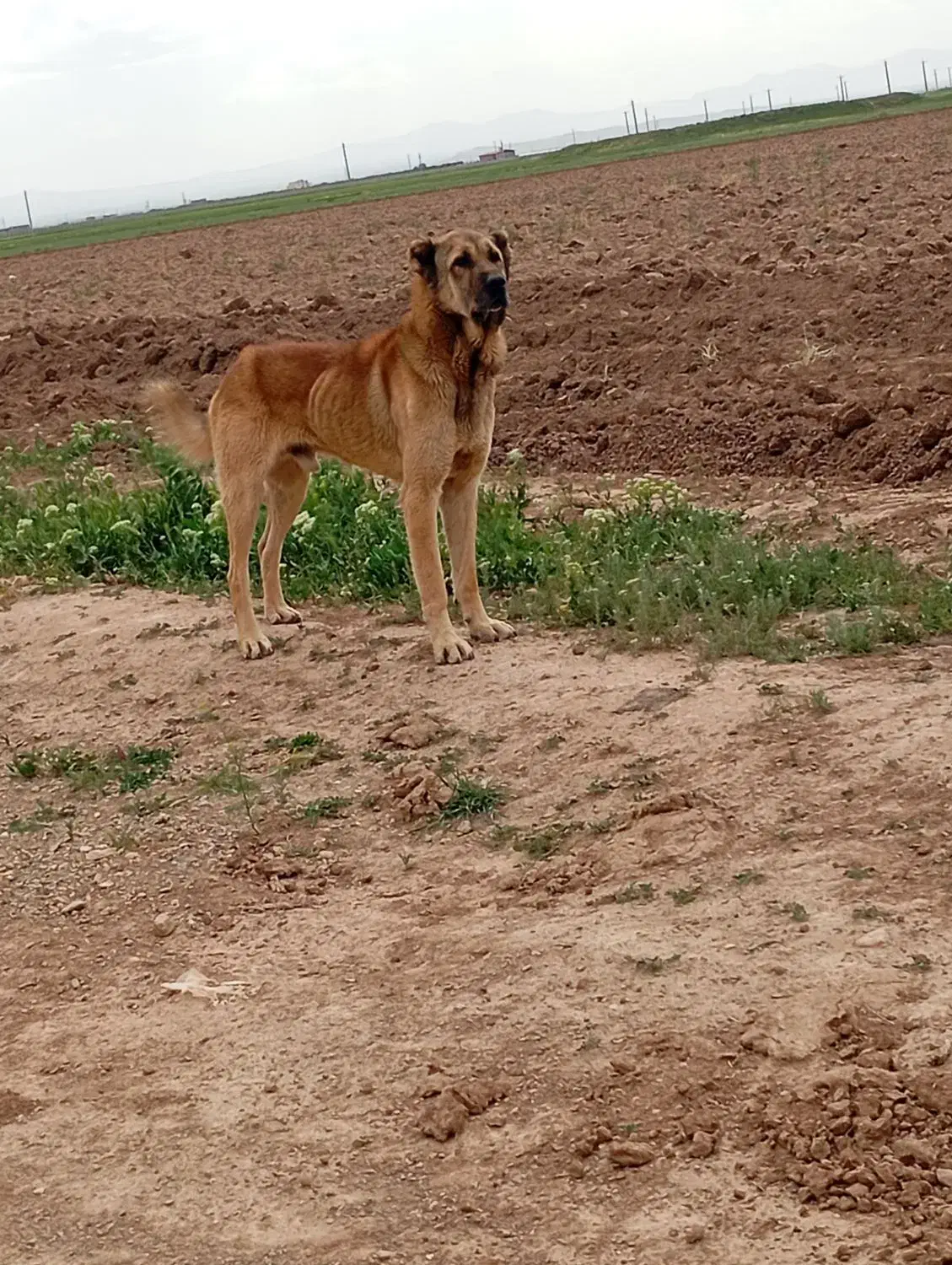 سگ سرابی|سگ|کبودرآهنگ, |دیوار