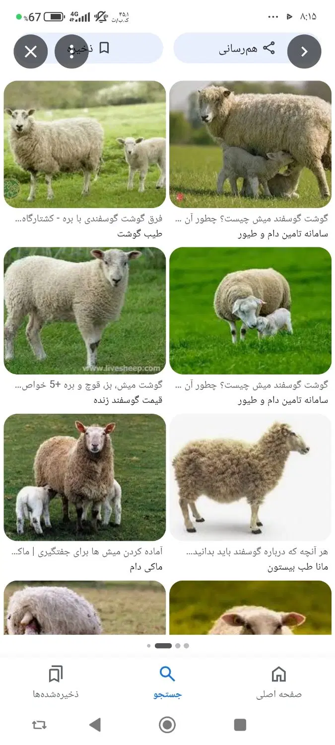 دیوار|حیوانات مزرعه|اندیمشک, |دیوار