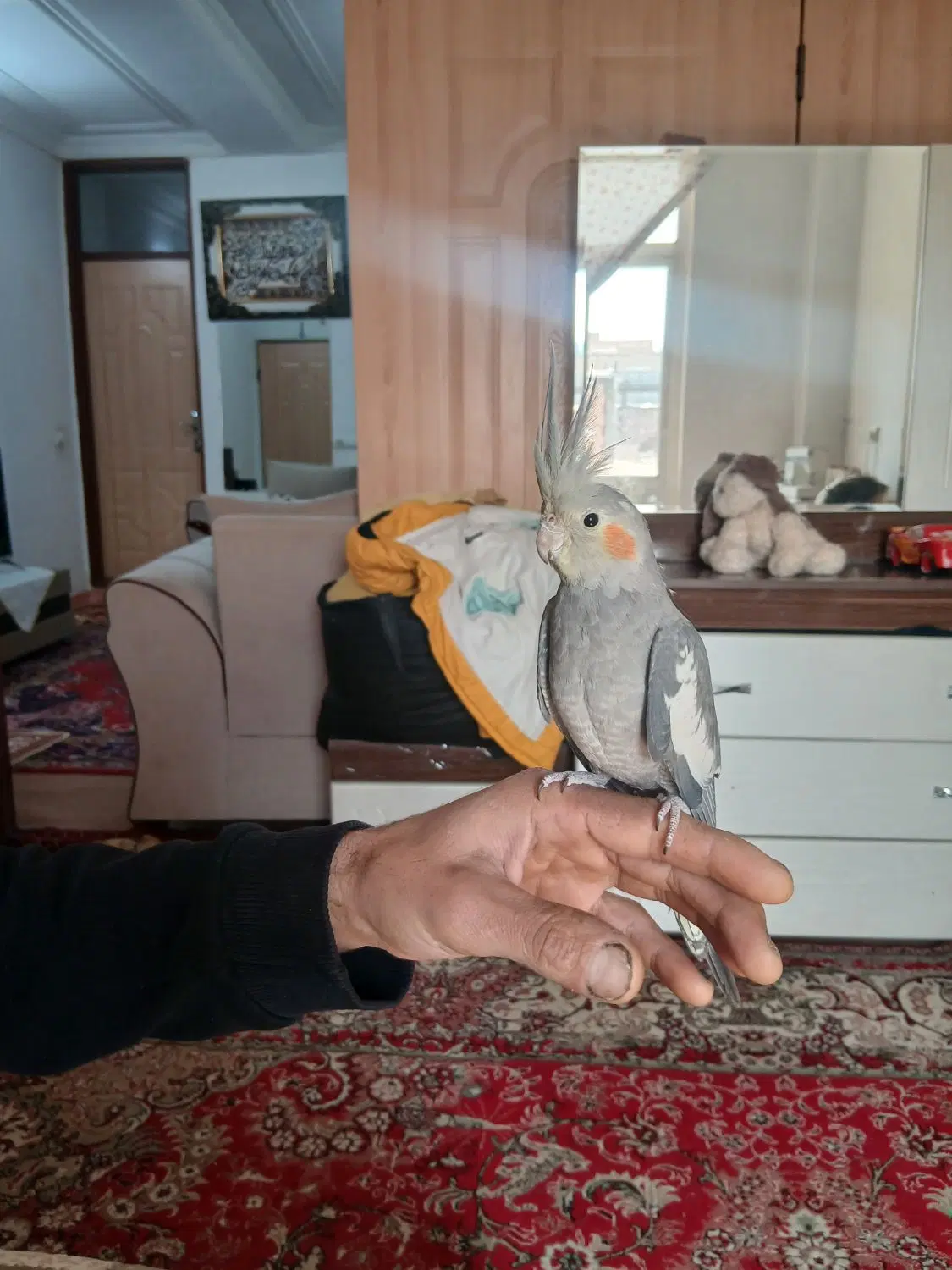 پرنده|پرنده|ایلخچی, |دیوار
