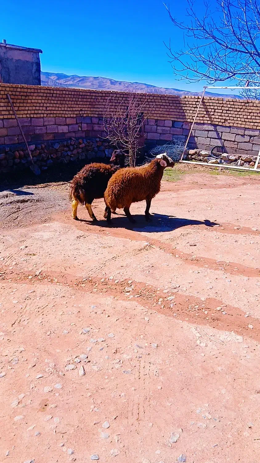 بره قوچ تخمی|حیوانات مزرعه|فیروزآباد (لرستان), |دیوار