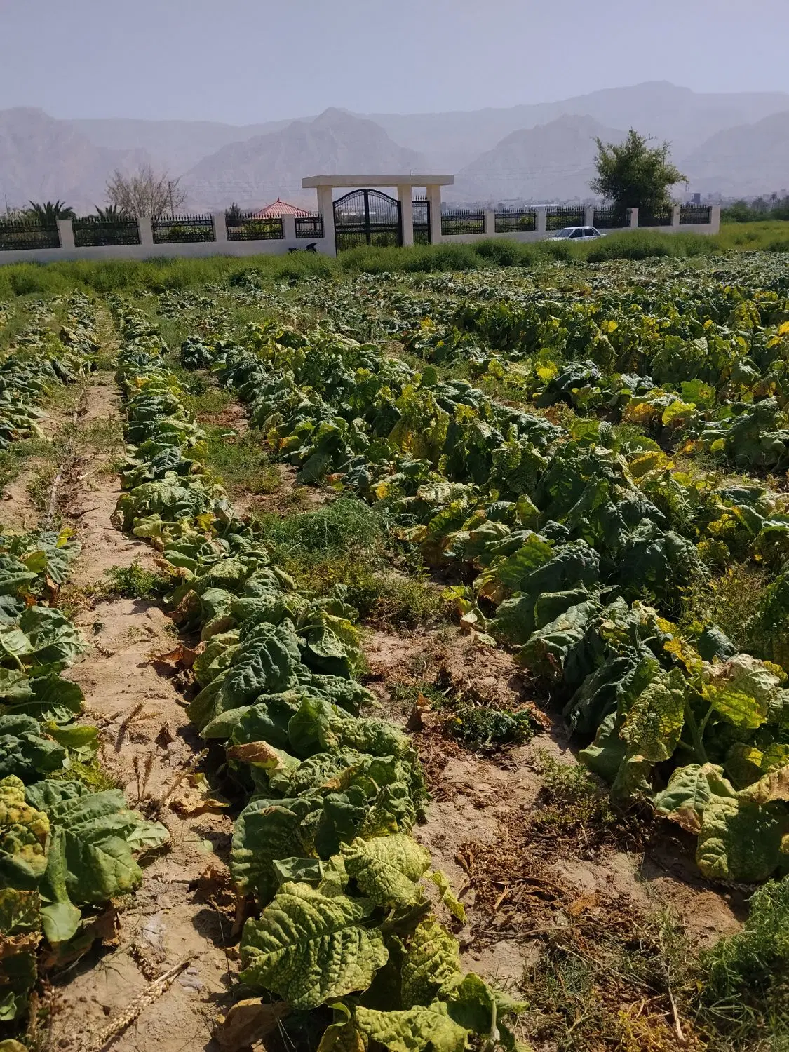 برگ زرد|گل و گیاه طبیعی|بندر گناوه, |دیوار
