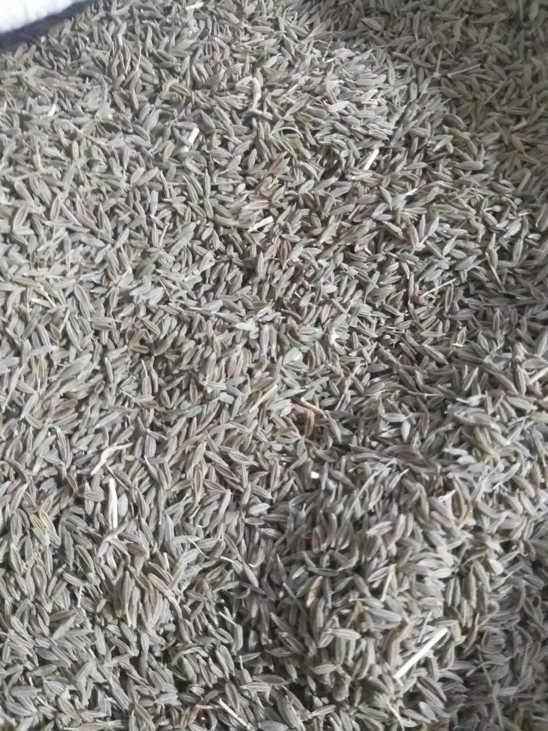 کراویه|خوردنی و آشامیدنی|تربت‌حیدریه, باغ سلطانی|دیوار