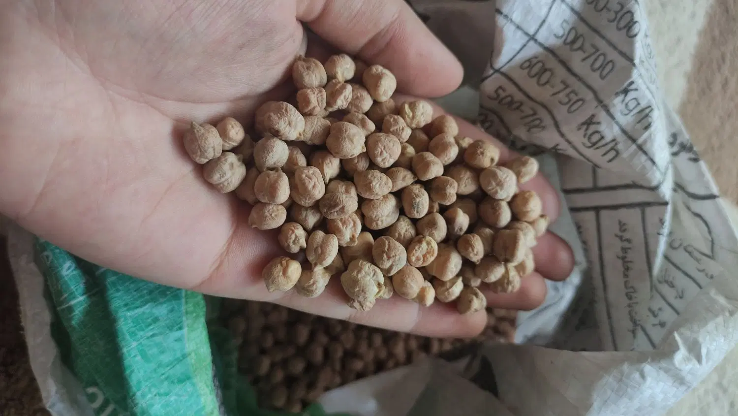نخود|خوردنی و آشامیدنی|بندر گز, |دیوار