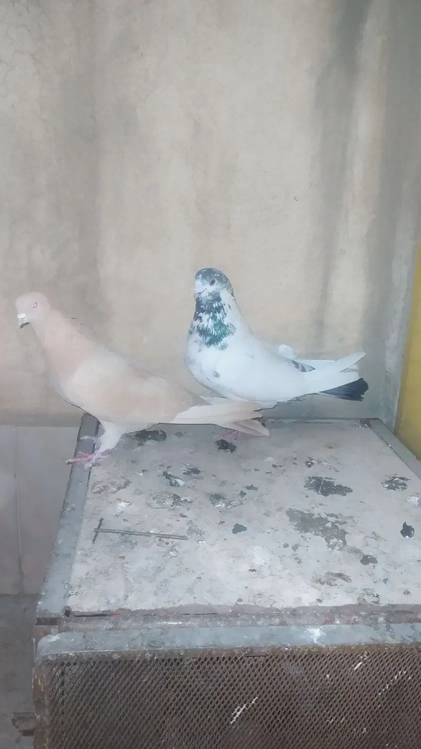 کبوتر|پرنده|تهران, شهرک ولیعصر جنوبی|دیوار