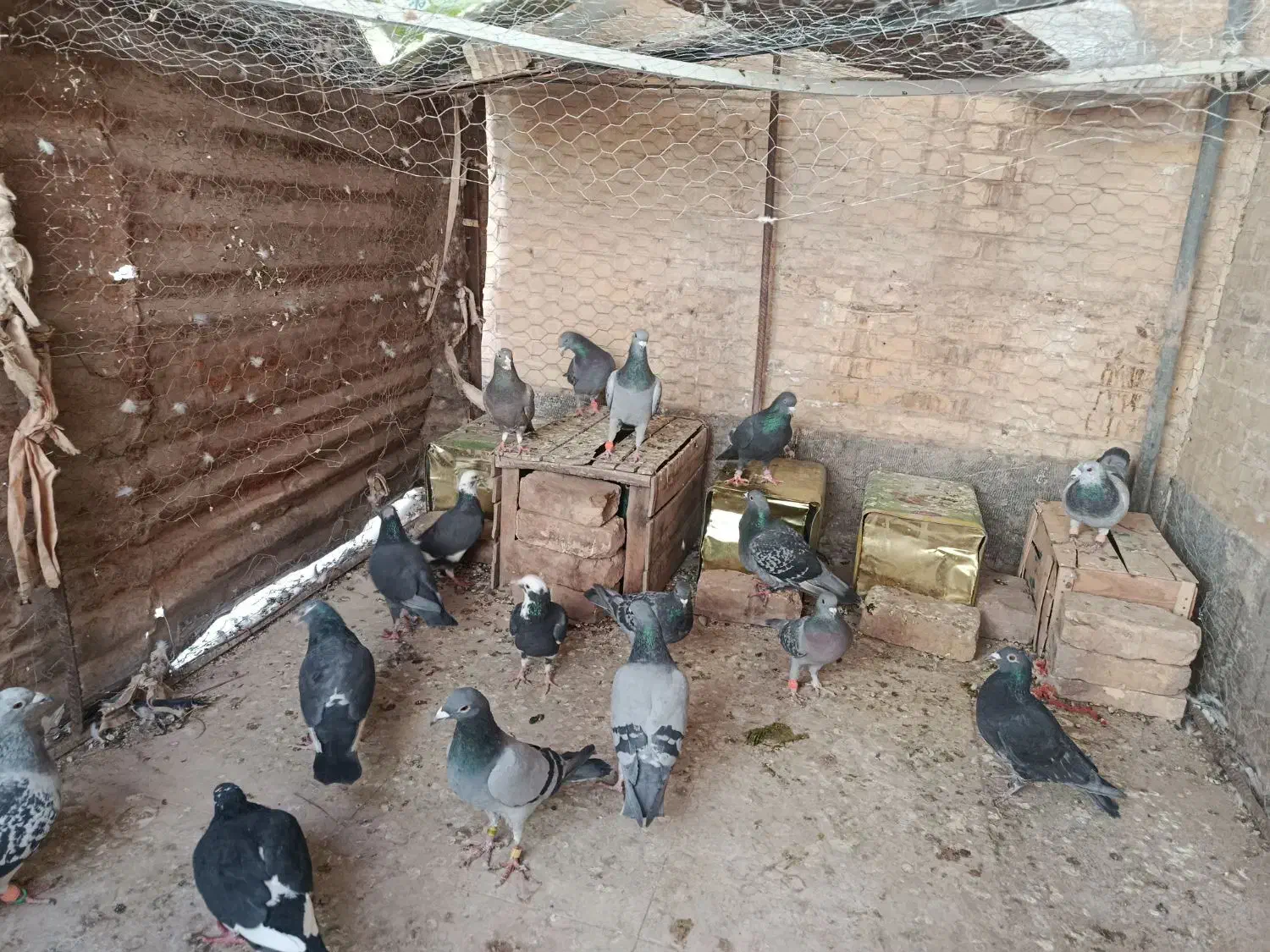 کبوتر|حیوانات|رفسنجان, |دیوار