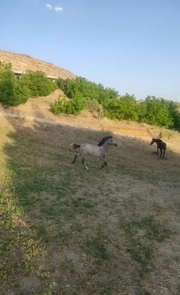 اسب|اسب و تجهیزات اسبسواری|بوکان, |دیوار