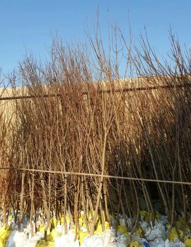 گوجه سبز|گل و گیاه طبیعی|مشهد, مشهدقلی|دیوار