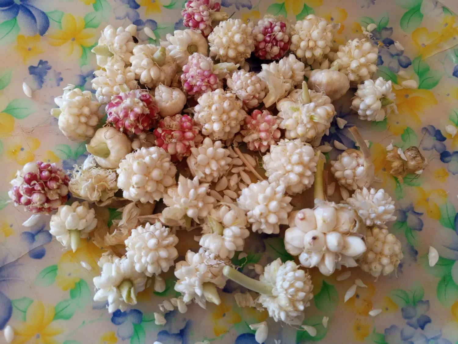 گل سیر|خوردنی و آشامیدنی|فسا, |دیوار