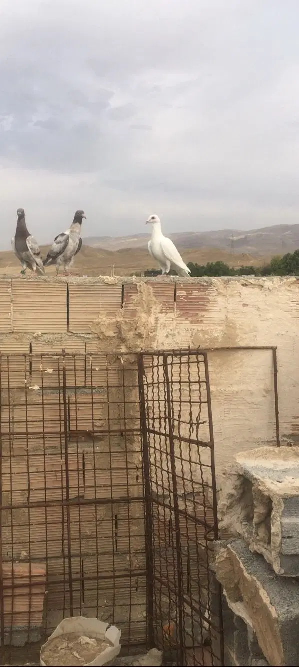کفتر|پرنده|گرمخان, |دیوار