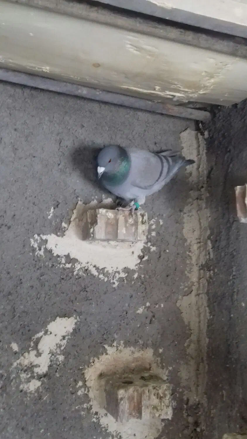 سلام|پرنده|جلگه ماژان, |دیوار