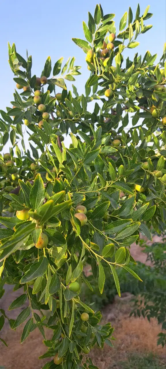 تصویر 8