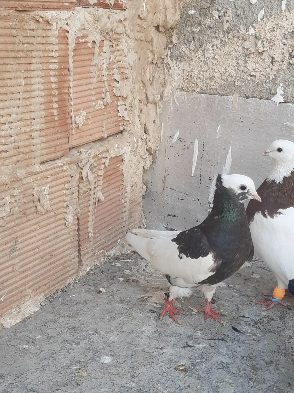 کبوتر|پرنده|قوچان, |دیوار