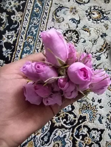 گلاب دستی|خوردنی و آشامیدنی|سبزوار, اسلام آباد|دیوار