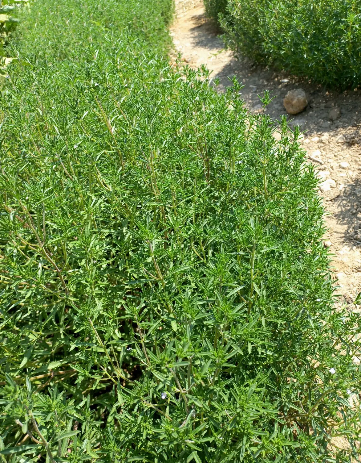 مرزه|خوردنی و آشامیدنی|شیروان (خراسان), |دیوار