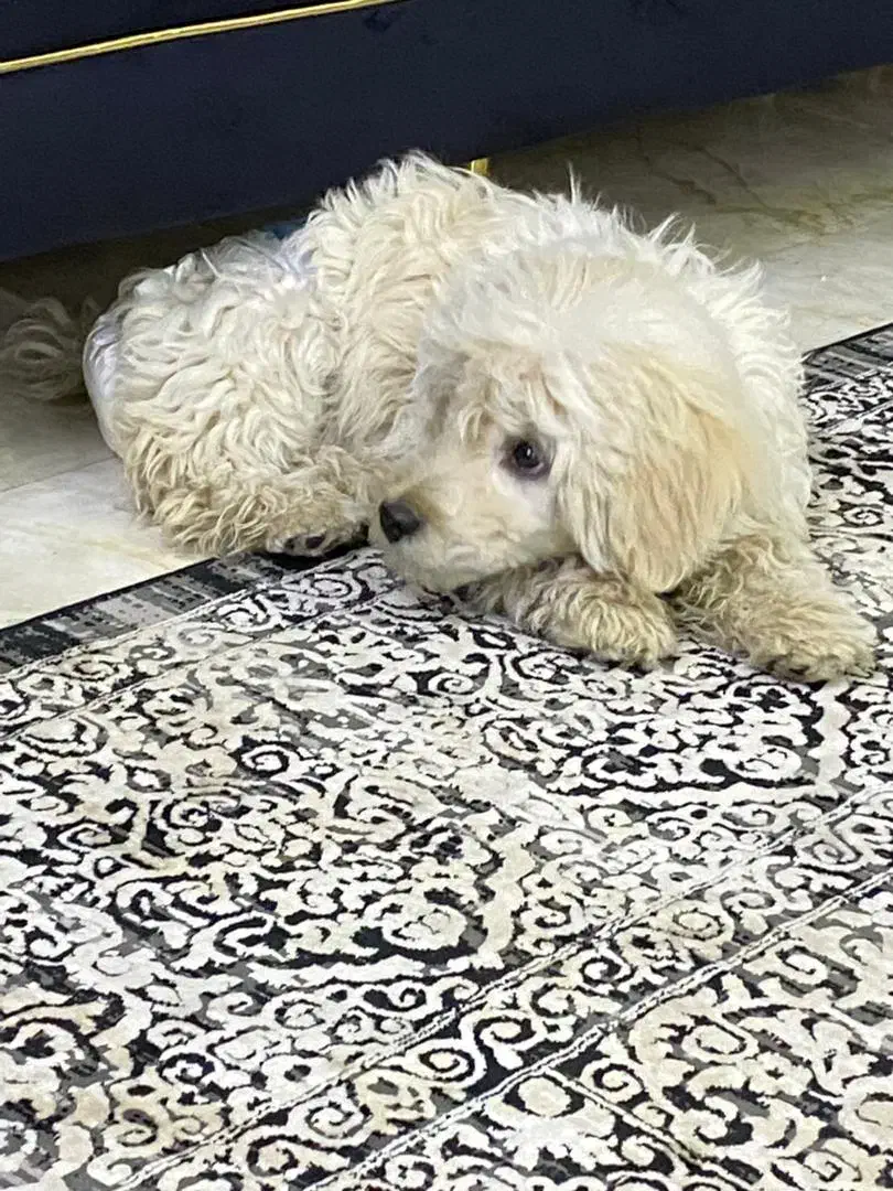 پت خونگی|سگ|اصفهان, خوراسگان|دیوار