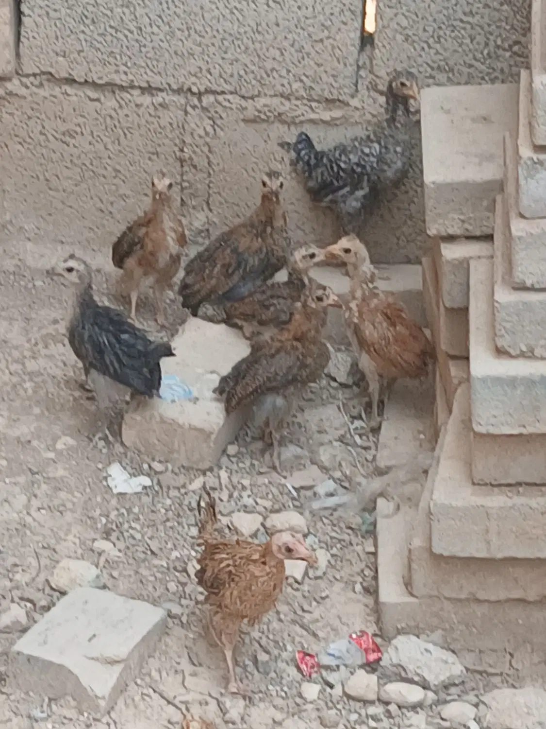 جوجه|حیوانات مزرعه|حمیل, |دیوار