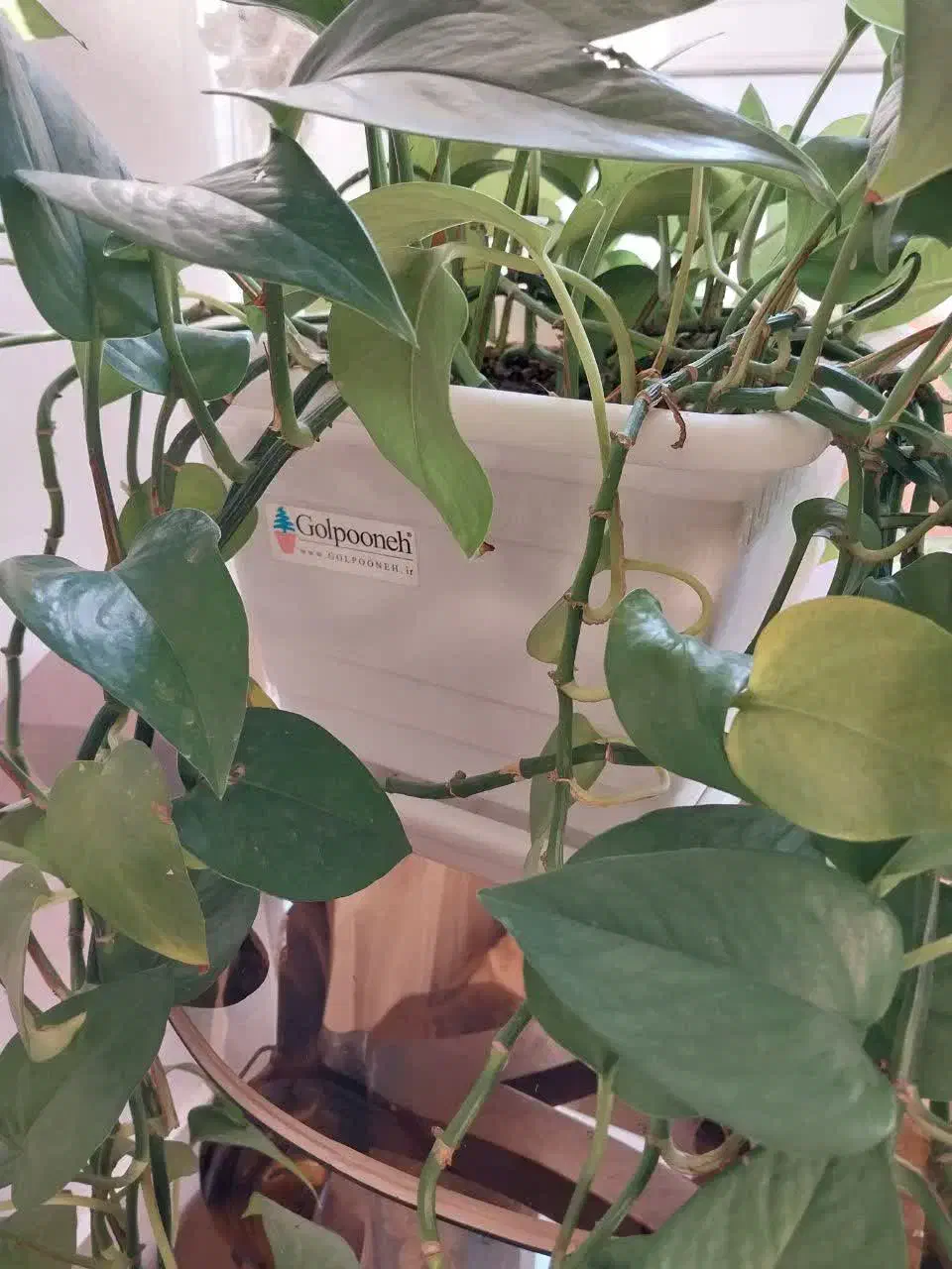 گل پتوس|گل و گیاه طبیعی|اصفهان, خواجه عمید|دیوار