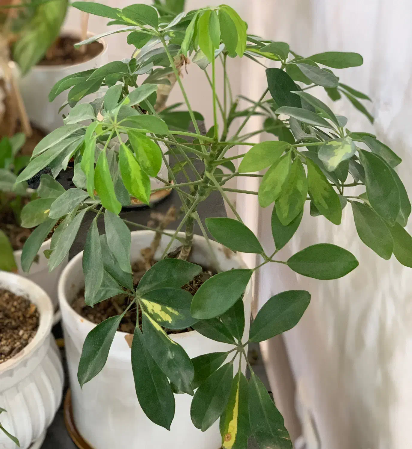 گل و گیاه|گل و گیاه طبیعی|نیشابور, شریعتی|دیوار