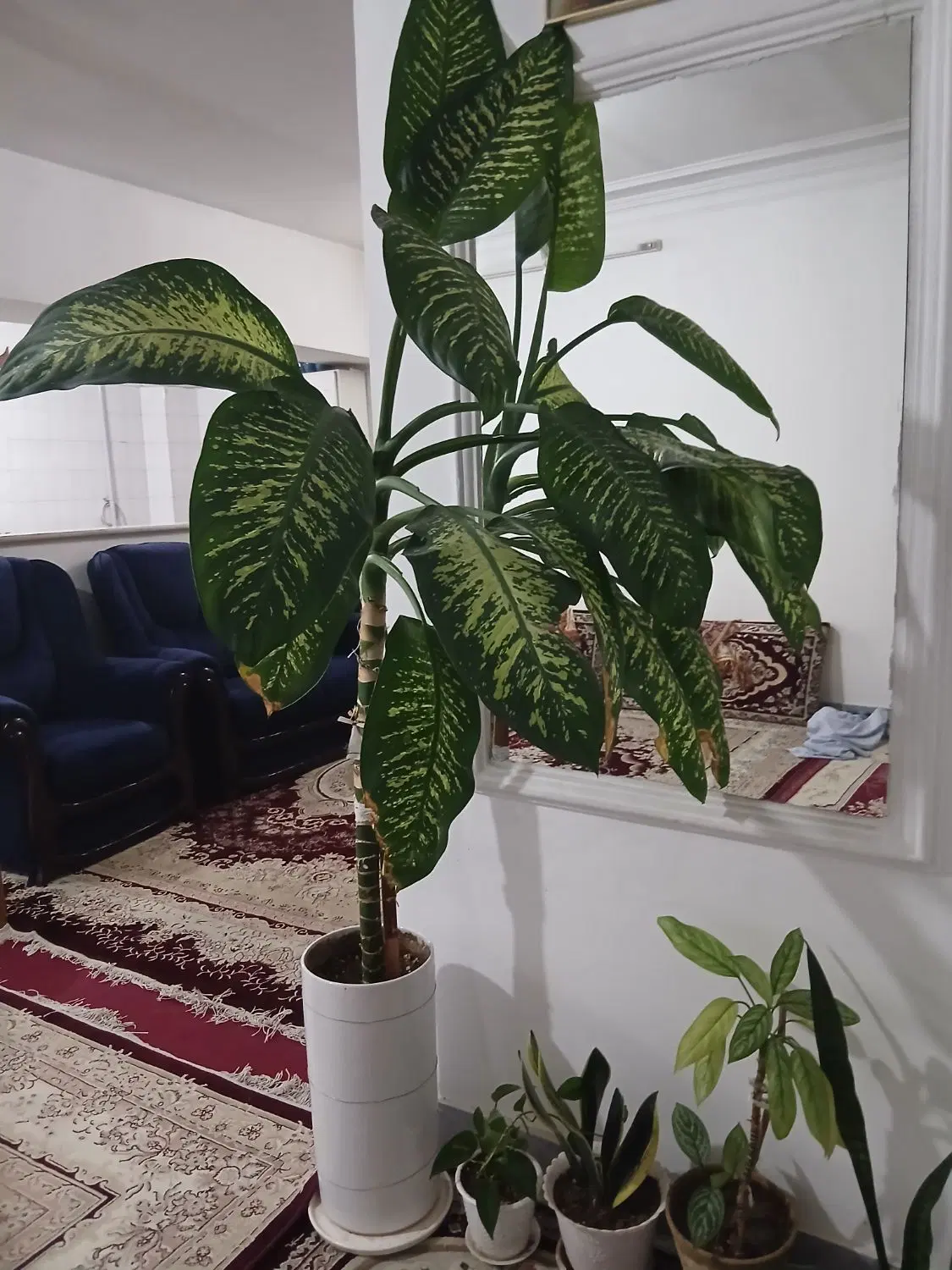 گل طبیعی|گل و گیاه طبیعی|شهریار, شهریار|دیوار