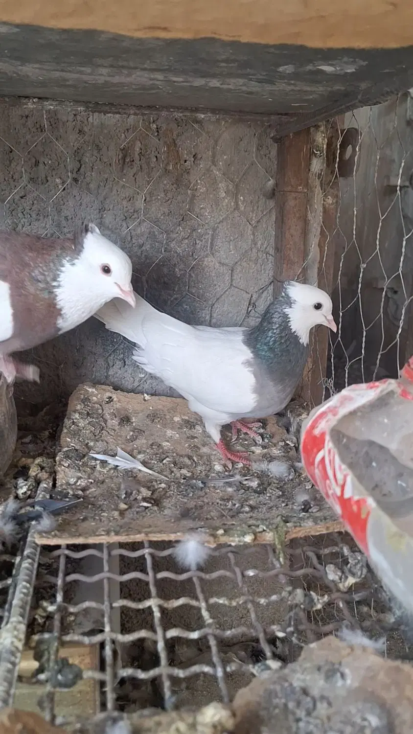 نرماده|پرنده|بم, |دیوار