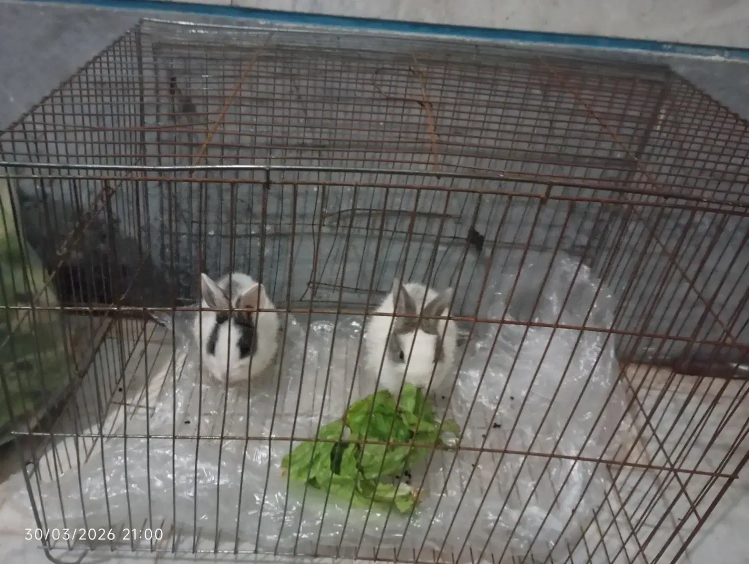 خرگوش|موش و خرگوش|قزوین, |دیوار