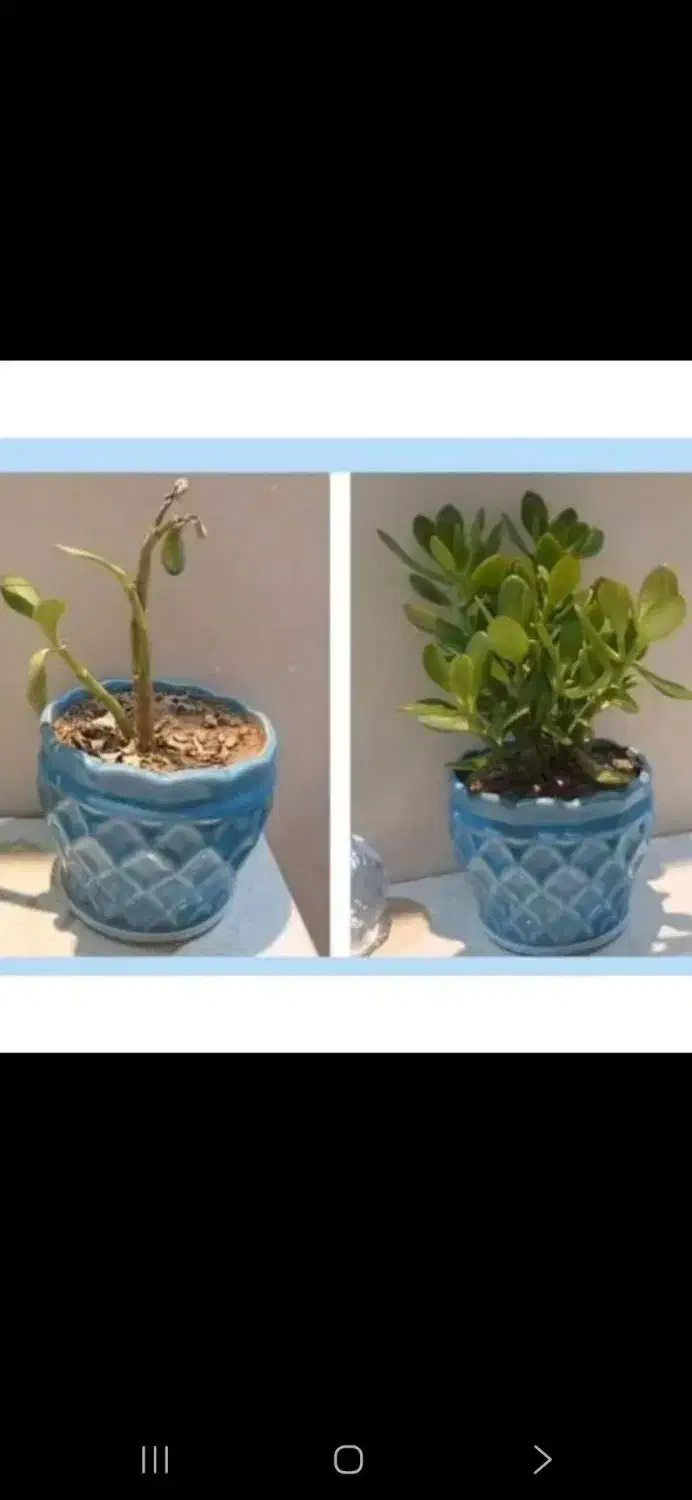 قرص کود|گل و گیاه طبیعی|باغستان, |دیوار