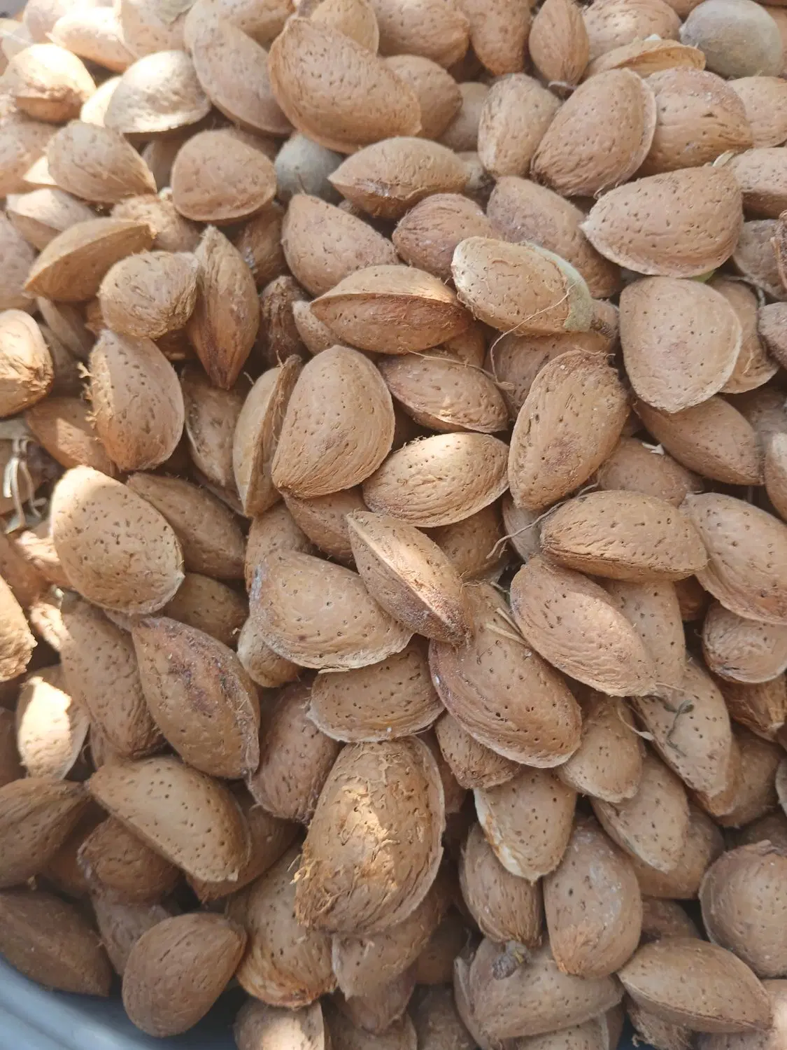 بادام|خوردنی و آشامیدنی|محمدیه-قزوین, |دیوار